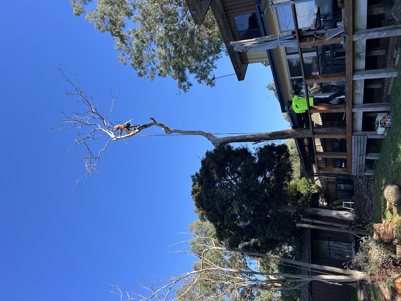 Arborist dismantling a large tree