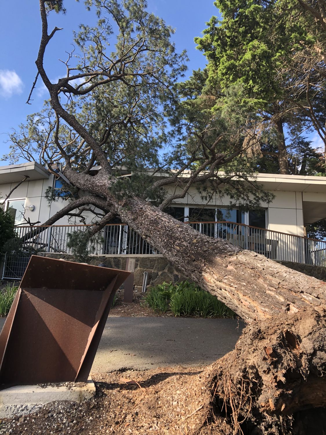Storm-damaged tree being cleared