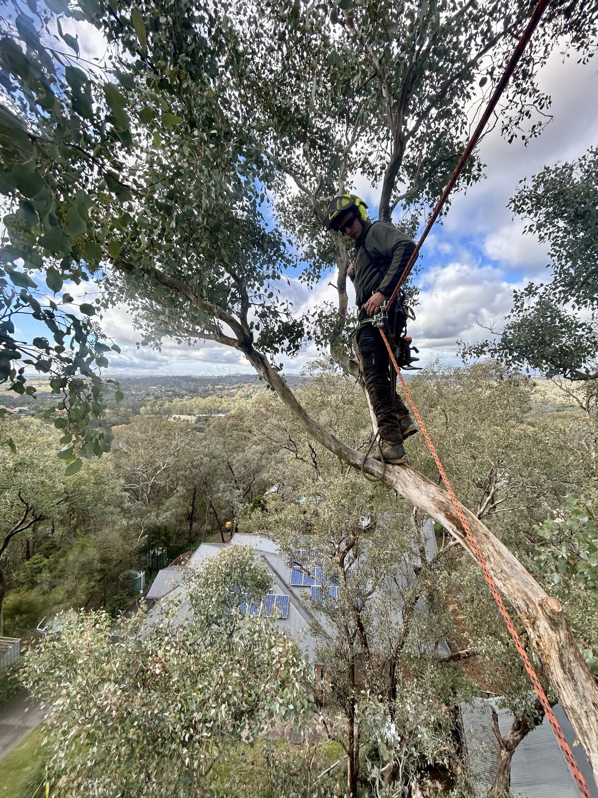 Climbing arborist pruning a tree on rope